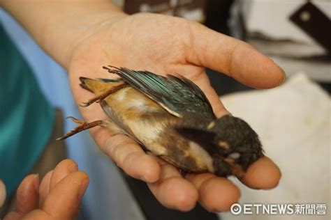 小鳥死掉怎麼處理|路上遇到受傷野鳥該怎麼辦？專訪台北鳥會野鳥救傷中。